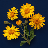 Arnica